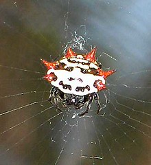 harlequin_spider2