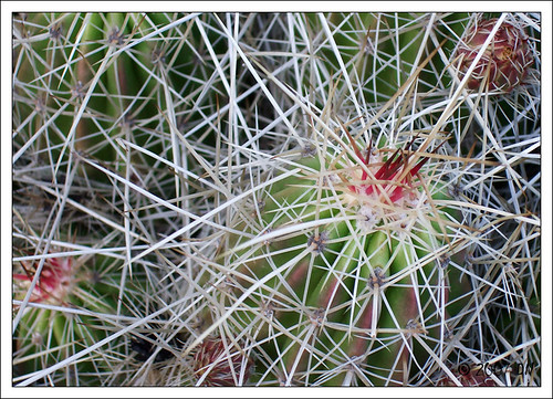 cactus spikes DSCF1733