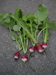 Radishes - First Crop 7th May