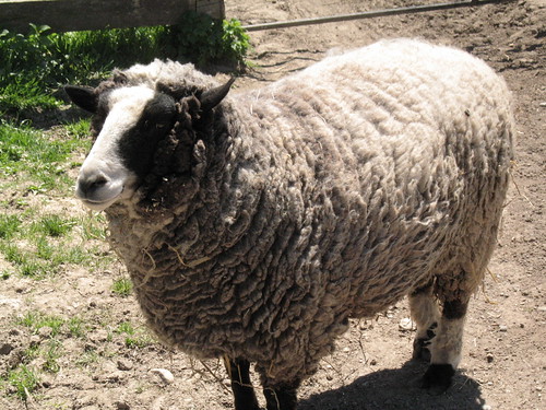 This Sheep Is Ready For Its Closeup (1)