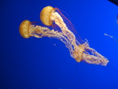 Pretty jellyfish.