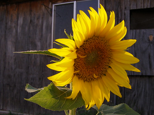 Backyard Sunflower 1