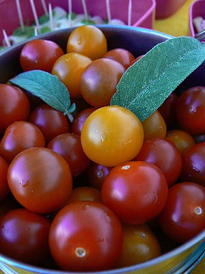 tomates cerises.jpg