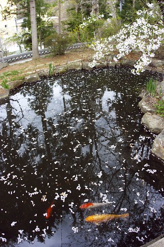 Cherry blossom, pond and fishes