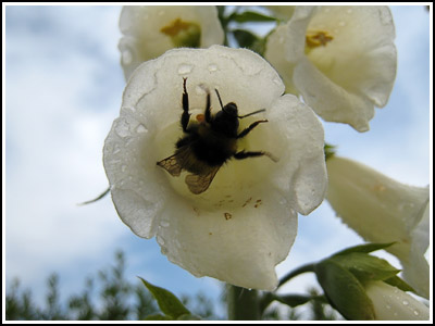 bee in white foxglove copy