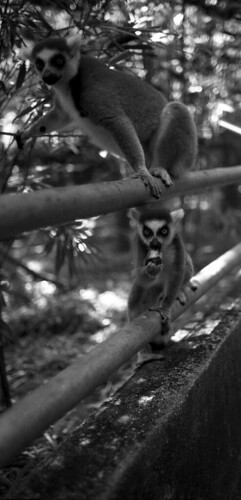 Zoo Melaka 2007 - Lemur節尾狐猴(6)