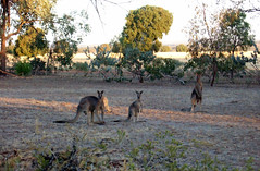 Kangaroos at Parkes