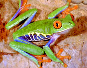 tropical-frog.jpg