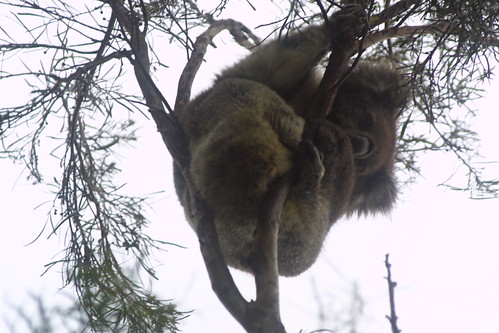Koala at Iron Bank