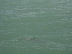 Dolphins in the Gulf