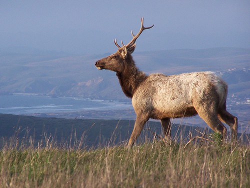 20070301 Tule Elk