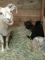 Goat? & babies
