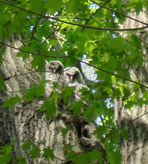 young barred owls