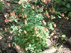 Wild Columbine (Aquilegia canadensis)