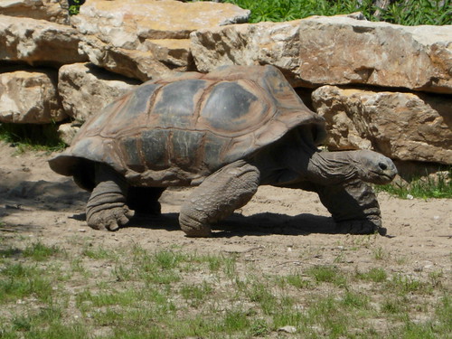 Tortise on the move