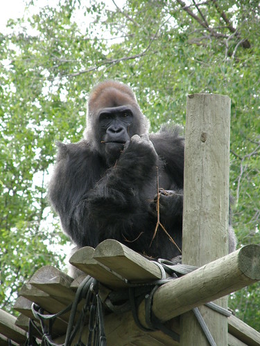 gorillas pictures