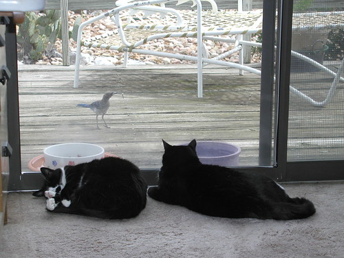 Spook and Missy Summer 2004