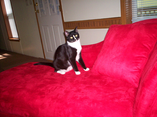 Friday claims his chaise