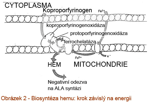 Obrázek 2 - Biosyntéza hemu: krok závislý na energii
