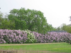 437f Lilacs as hedgerows