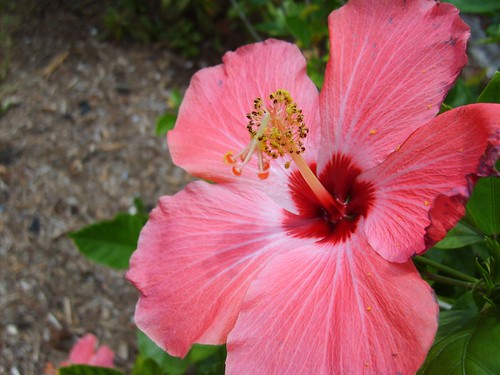 Hibiscus Close Up