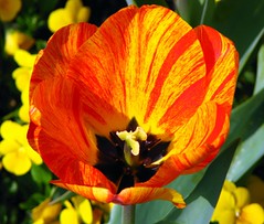 Appeldoorn's Elite Tulip