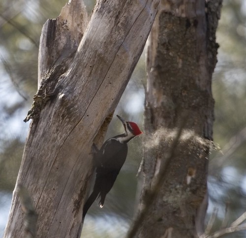 Pileated Woodpecker Excavating a Hole