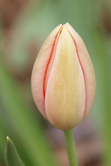 14.  The return of the Tulip