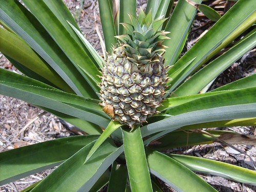 Pineapple Close-Up
