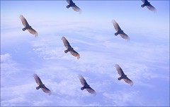 Vultures in Space