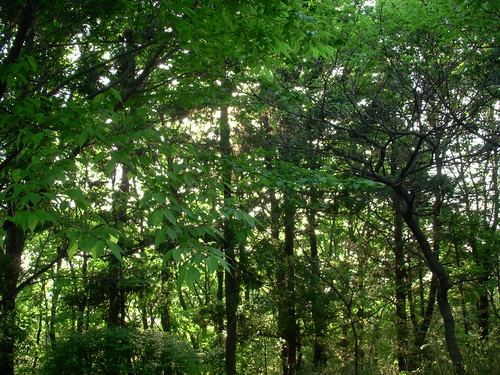 green grove