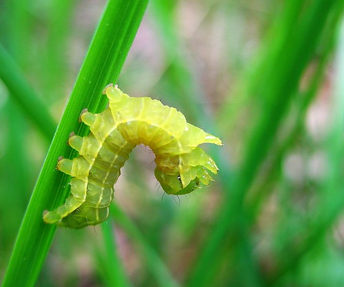 Yellow caterpillar bends over backwards by nutmeg66.