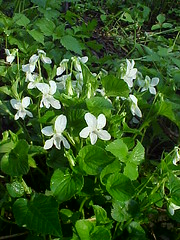 Wild Violets (rare white phase)