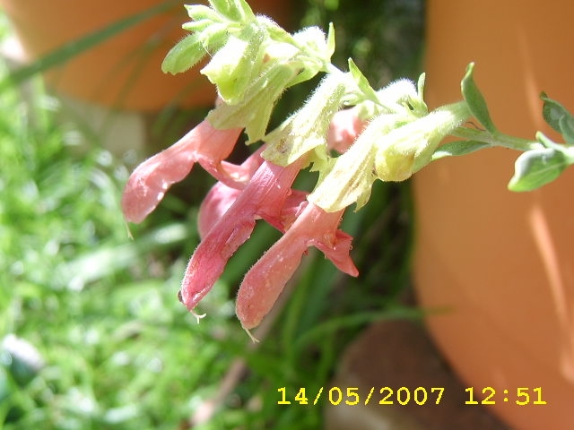 Salvia Lanceolata