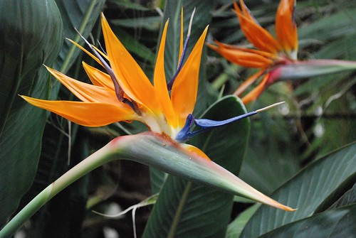 Birds of Paradise in the Winter Gardens