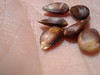 Apple Seeds in Palm