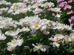Among the Blooming Peonies