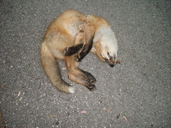 dead fox closeup