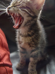 Mojo, yawning....