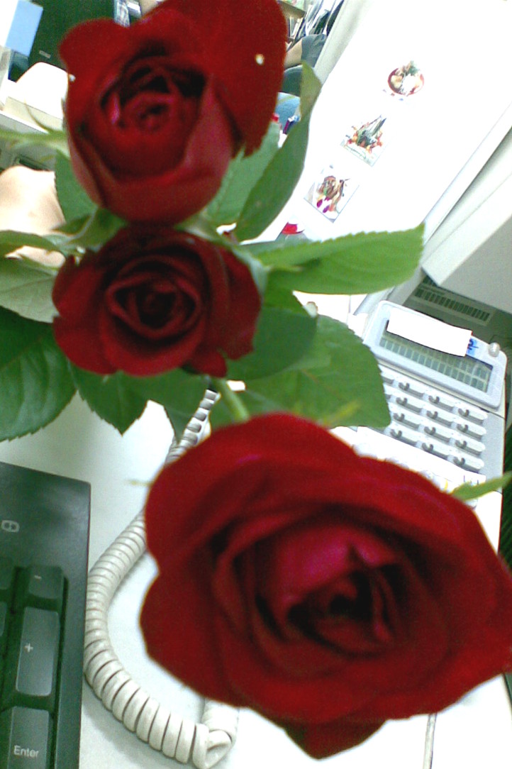 roses in office