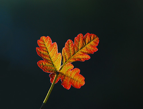poison oak leaf. Poison Oak - Red Spring Leaf