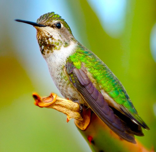 Hummingbird Portrait 3