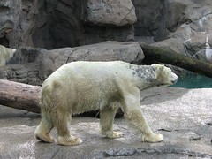 Polar bear with a skin condition