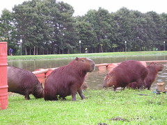 Capybara in Parque Barigüi