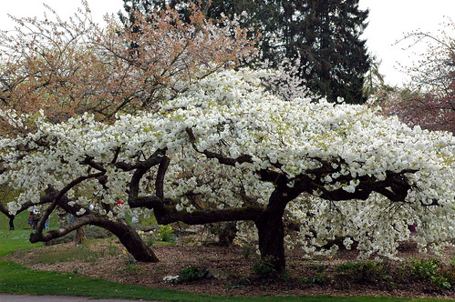 White cherry tree in full bloom, Greenlake, Seattle, Washington, USA by Wonderlane