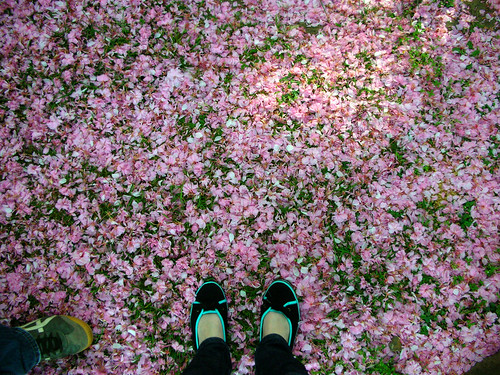 blossom carpet (& me)