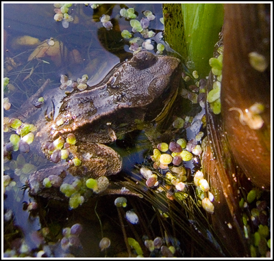 2007-05-05  Ickle Frogs Allotment S70  036 copy