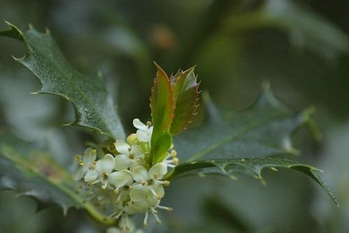 Ilex aquifolium - hulst. Mannelijke bloemen