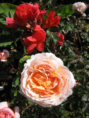 English rose and a canna