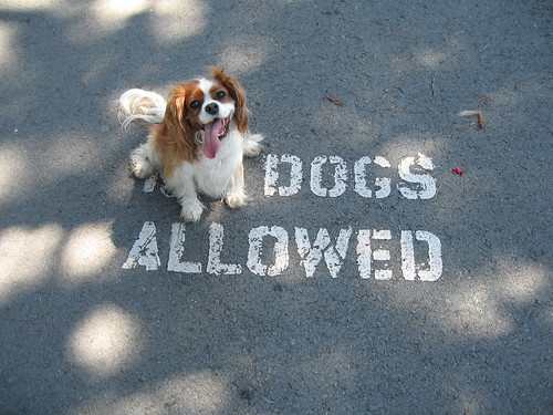 Dogs Allowed!